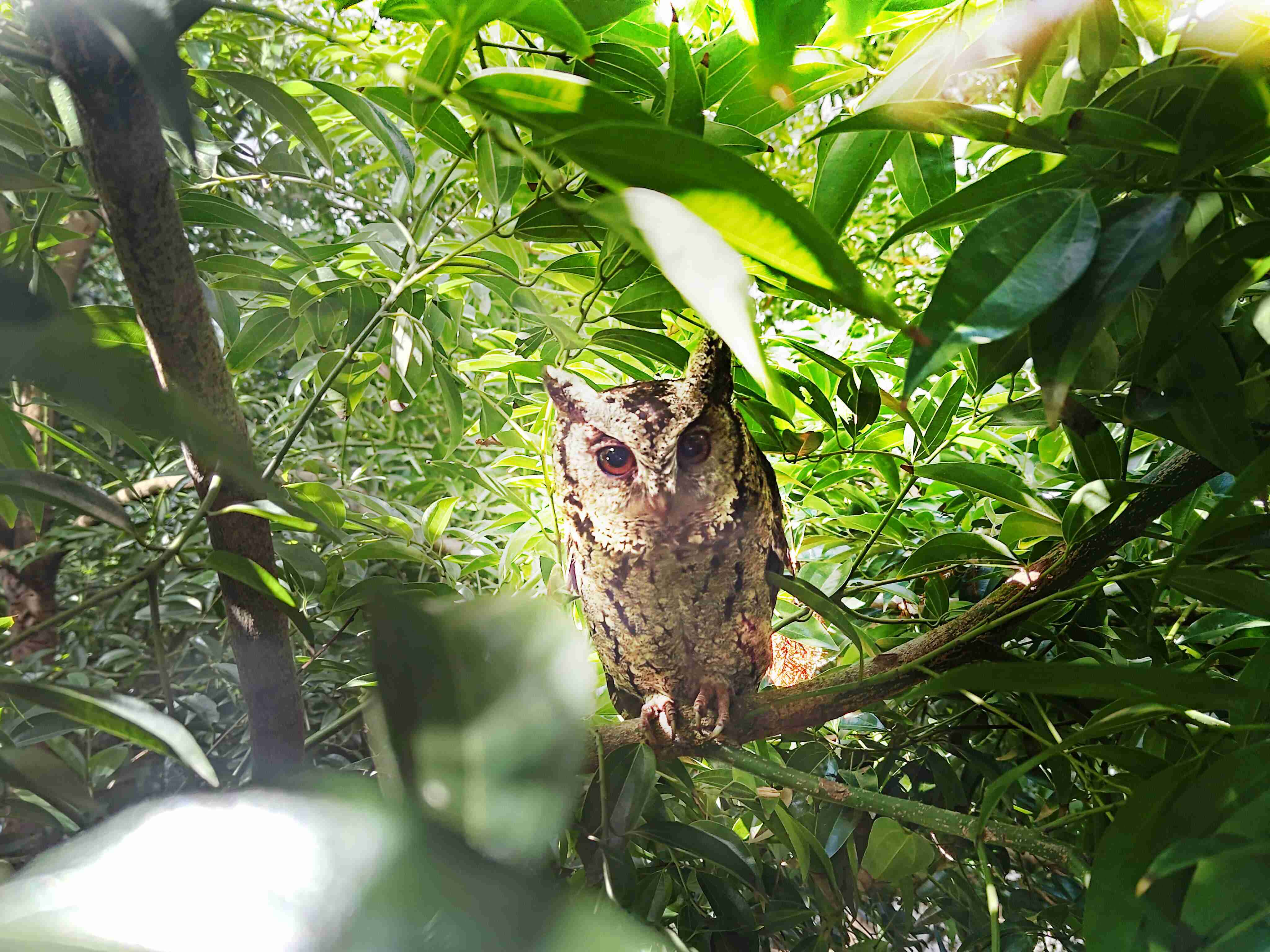 尊龙z6致力提倡净零绿生活，，，16年以来在全球各厂区植树逾百万棵，，造就各厂区树木蔚然成林，，，犹如森林工厂，，成为许多生物的栖息地